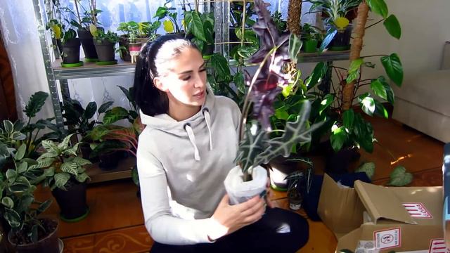 JUNGLE BOOGIE... dlaczego 😔 #plants #amazonia смотреть онлайн
