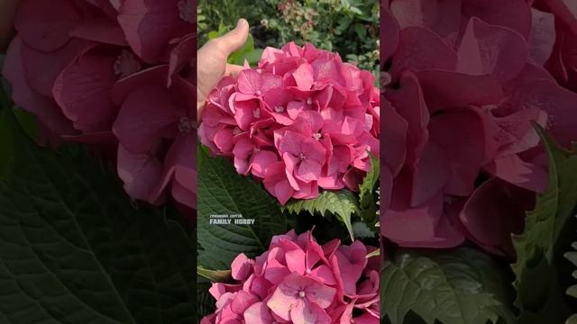 #гортензия# крупнолистная Рижская. смотреть онлайн