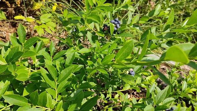 Голубика Норт кантри. Первое впечатление смотреть онлайн