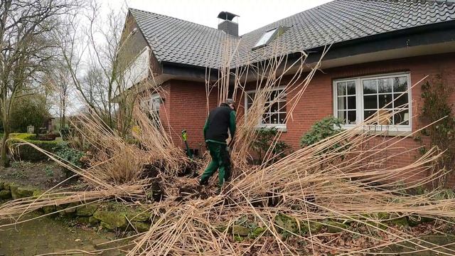 Kustorez. Pampas Grass removal смотреть онлайн