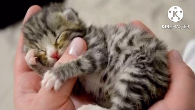 Кошка родила котенка и отказалась его кормить. Узнав истинную причину, хозяева расплакались смотреть онлайн