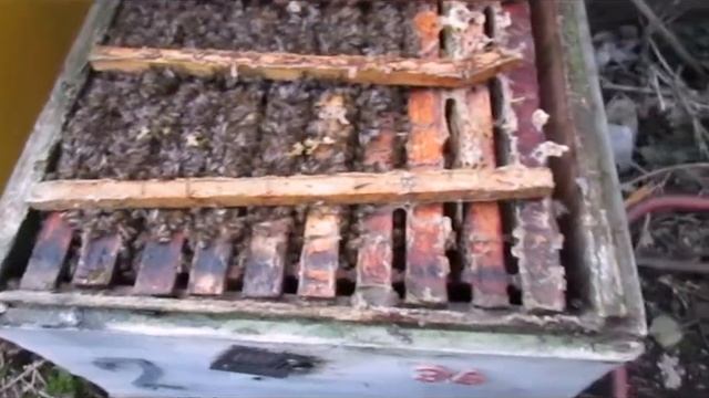 ответы на вопросы - весенние подкормки пчел, сиропом с морской солью смотреть онлайн