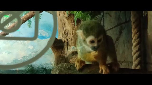 Океанариум Крокус Сити. От рыбки до мамонта. смотреть онлайн