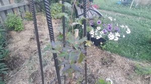 Клематисы. Проблемы с клематисами. Как я их решаю. Северо-Запад.