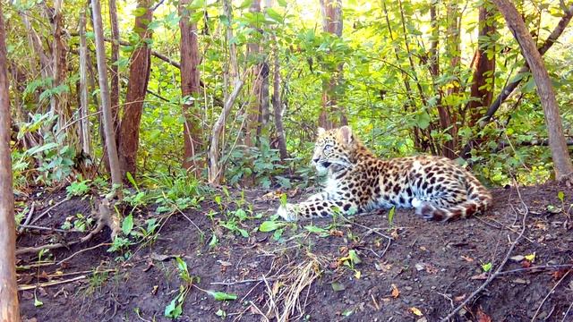 Спасенный леопард прошел вакцинацию смотреть онлайн