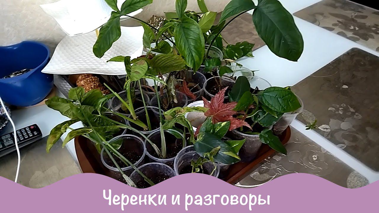 Почему редко выхожу. Будни цветовода. смотреть онлайн