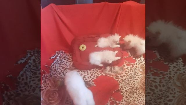Шпицы!Документы РКФ.Клеймо РКФ.Привиты.Тел.89190786389 Вэтсап. смотреть онлайн