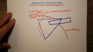 ЛОПАТОЧНЫЙ АРТЕРИАЛЬНЫЙ КРУГ