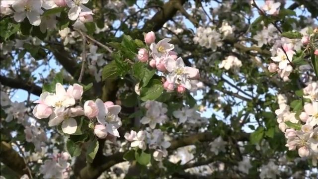 Яблонная плодожорка | Сельскохозяйственный вредитель смотреть онлайн