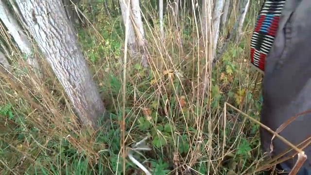 Пермские грибочки! смотреть онлайн