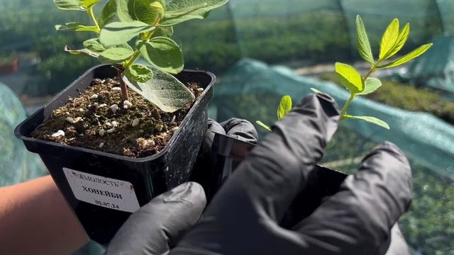 Питомник растений с нуля - р9 // горшок 0,5 литра