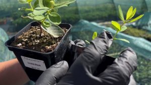 Питомник растений с нуля - р9 // горшок 0,5 литра