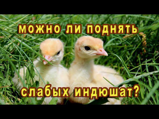 Что я делаю с некондиционной птицей смотреть онлайн