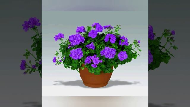 Герань в доме. Приметы и суеверия. Магические свойства. смотреть онлайн