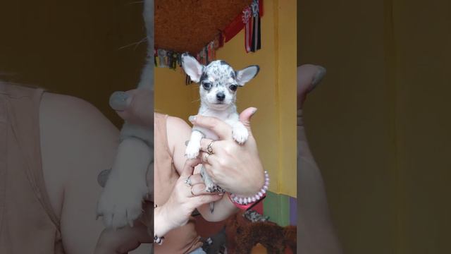 КРИСС продажа чихуахуа питомник Кастропуло Крым окрас черный мерль 89787458062 доставка есть смотреть онлайн