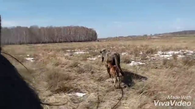 Самый красивый конь! Золотой самородок! смотреть онлайн