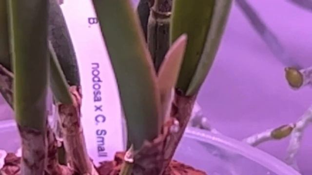 Let's go on an Orchid Spike Hunt! How many Orchid Spikes will we find? смотреть онлайн