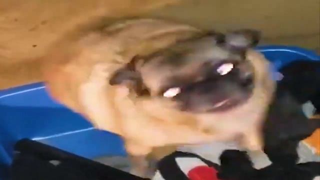 Мопс танцует 10 минут под песню смотреть онлайн