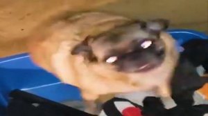 Мопс танцует 10 минут под песню