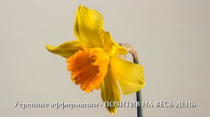 Утренние аффирмации - ПОЗИТИВ НА ВЕСЬ ДЕНЬ