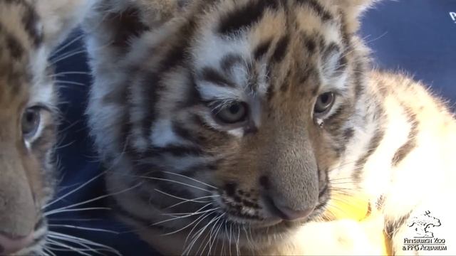 Tiger Cubs Meet the Public смотреть онлайн