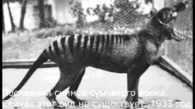 Очень редкие кадры ЧАСТЬ 1 смотреть онлайн