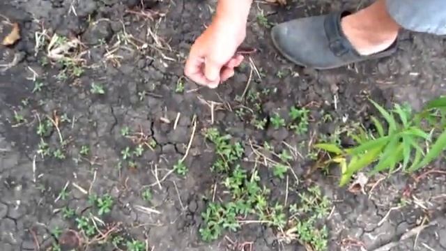 Семена ЧЕСНОКА как мы их собираем смотреть онлайн