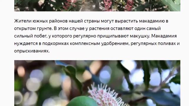 Макадамия Растение от старения смотреть онлайн