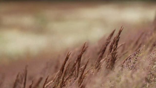 Белый шум ветер (white noise wind) смотреть онлайн