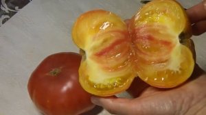 Томат Фероковкай гном. Еще один тест плодов.