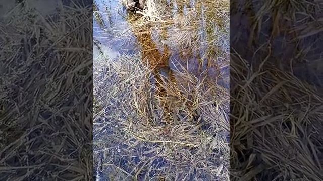 рыбалка нерест щуки смотреть онлайн