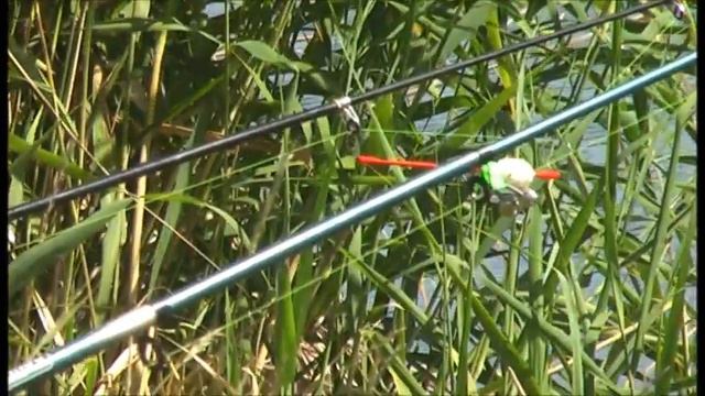 Рыбалка . Женская рыбалка ! Карасики , карпик и сомик! смотреть онлайн