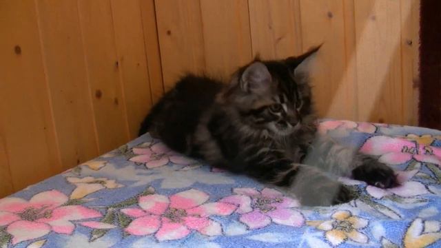 Igor Oka Coon. 2 месяца смотреть онлайн