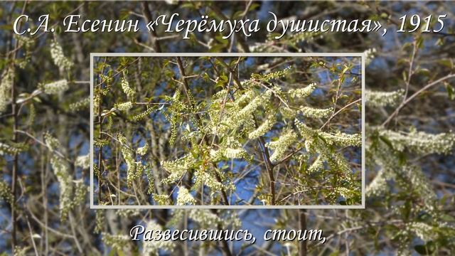 С.А. Есенин «Черёмуха душистая с весною расцвела» смотреть онлайн