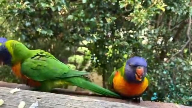Baby Rainbow lorikeets. Cuteness. Wild animals. Australia. Радужные лорикеты. Милота. Австралия смотреть онлайн