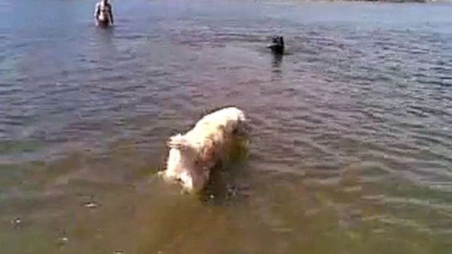 Овчарка и ретривер на Десне смотреть онлайн