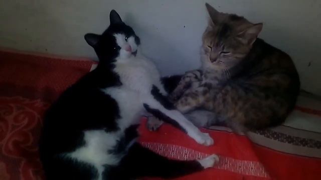 Котики греются возле печки) смотреть онлайн