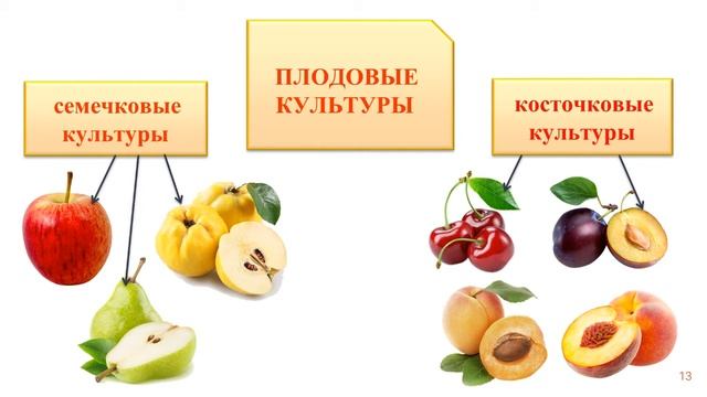 Классификация культурных растений (Технология. 5 класс. В. М. Казакевич). смотреть онлайн