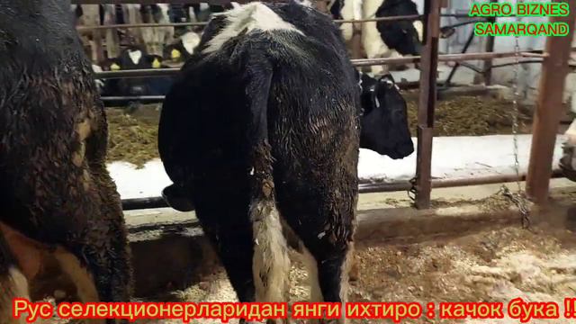 Рус селекционерларидан янги ихтиро! Качок бука !! сиз бунакасини курганмисиз?? смотреть онлайн