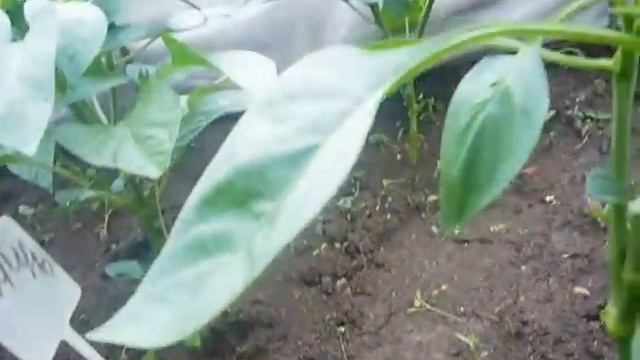 Обязательное формирование перцев! смотреть онлайн