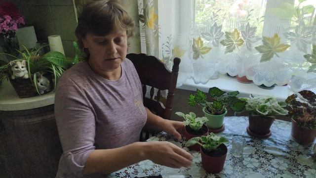 Пестролистная сенполия или фиалка домашняя смотреть онлайн