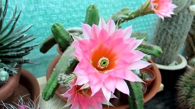 My Echinocereus gentryi Cactus Plant from Buds to Magnificent Blooms смотреть онлайн