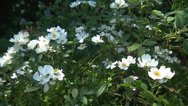 Restoration Rose | Volunteer Gardener смотреть онлайн