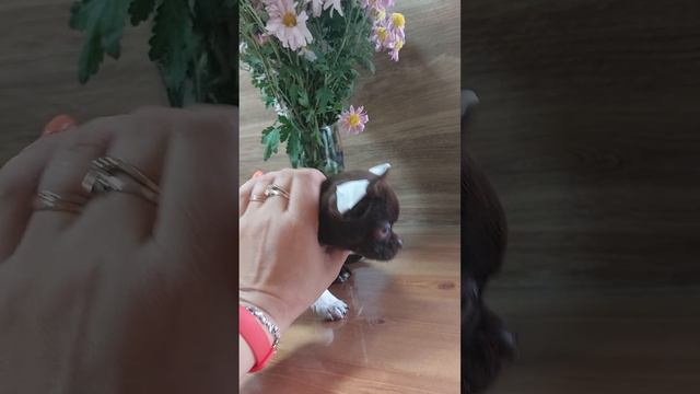 Несквик 🍫 Космосович продажа чихуахуа питомник Кастропуло Крым 89787458062 смотреть онлайн