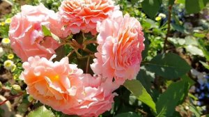 О розе Jef l' Artiste.