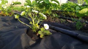 ОБЯЗАТЕЛЬНО ПОДКОРМИТЕ КЛУБНИКУ КАЛЬЦИЕМ.