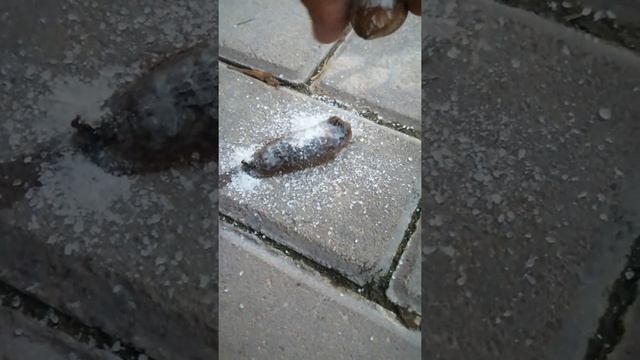 Обычная соль против слизня (испанский слизень) средство от слизней смотреть онлайн