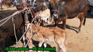 МОЛБОЗОРИ КУМСАНГИР НАРХИ ГОВИ ШИРТЕ