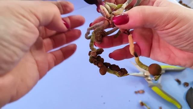 23.04.21.пересадка ОРХИДЕИ из подъезда -4. смотреть онлайн