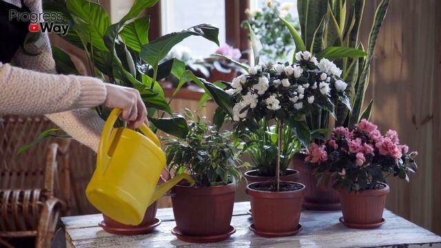 Цветы В Доме Оживают Прямо На Глазах От Этой Убойной Подкормки! Для Домашних Цветов И Растений! смотреть онлайн